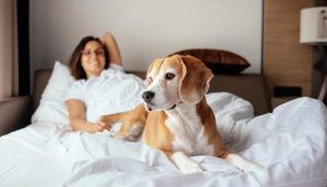 Maravillosos apartamentos pet friendly Barcelona